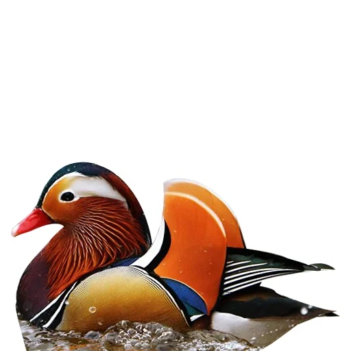 pássaro de pato, aves pato, mandarim de pato, patos de tangerinas, bird duck mandarinka