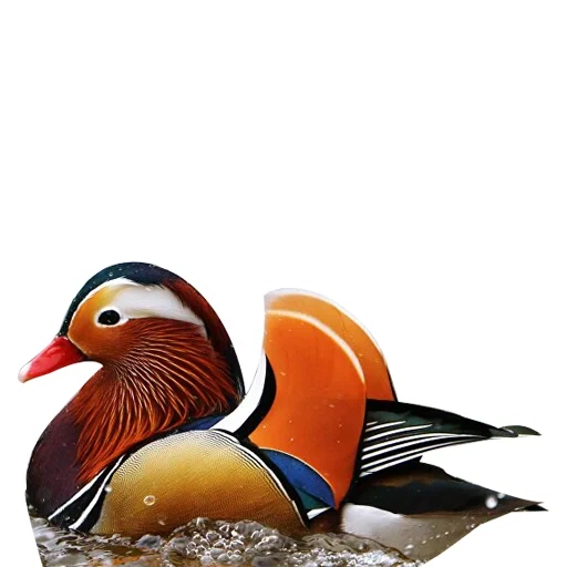 die ente und der vogel, die ente und der vogel, die mandarine, die mandarine, der mandarin-vogel