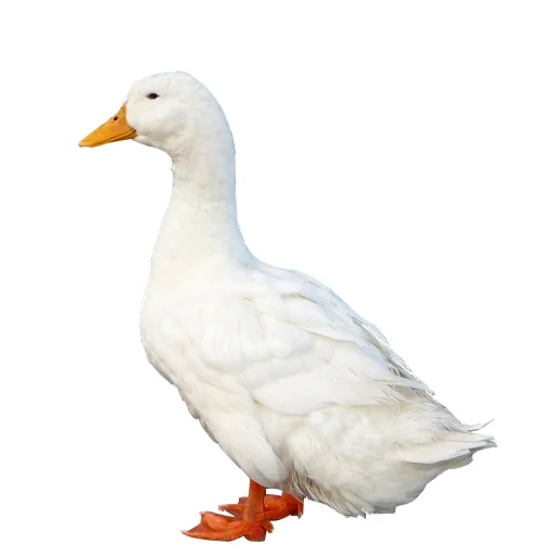 die ente, die ente, die ente und die gans, the white duck, die ente und die gans