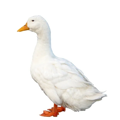 pato, pato de pato, ganso de pato, pato branco, pato ganso mulard