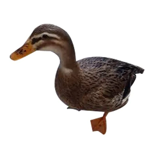 pato, kryakva duck, kryakva com fundo branco, patos selvagens de kryakwa, pássaro migratório de pato kryakva