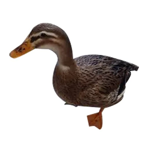 die ente, die wildente, stockente auf weißem hintergrund, stockente stockente, ente stockente zugvögel