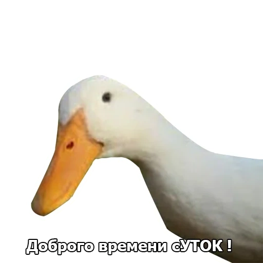 duck, goose, geese ducks, duck duck, duck goose