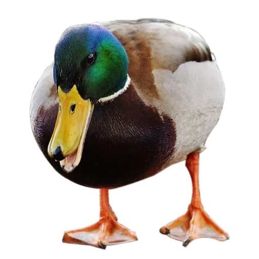 duck, mallard, kryakva duck, duck show a white background