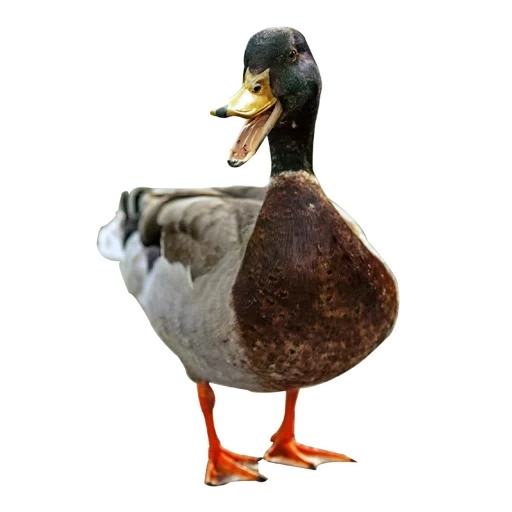 duck, mallard, kryakva duck, kryaka duck