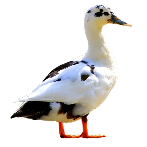 ancona ducks, bebek kryakva, seagull 36 cm hansa