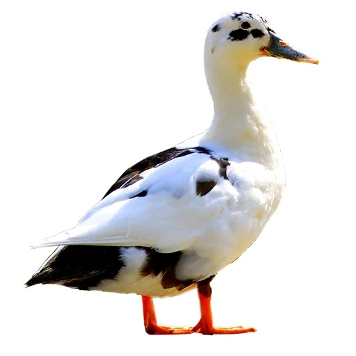 ancona ducks, pato kryakva, gaviota 36 cm hansa