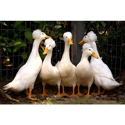 webp, espécies de patos, raça de ganso de pato