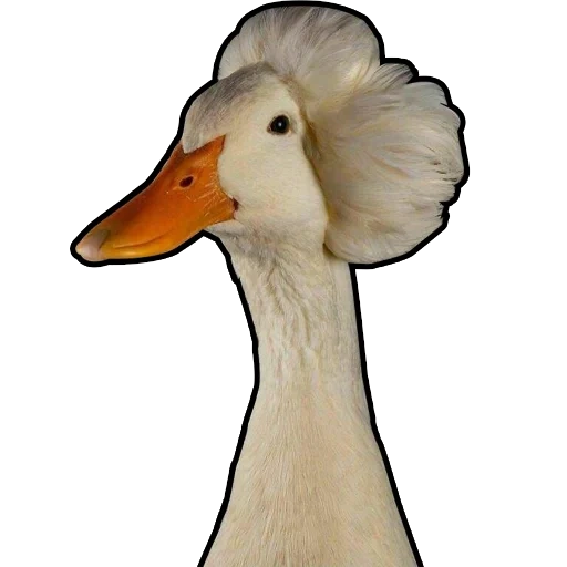 duck, duck duck, duck goose, goose mulard, beijing crested duck