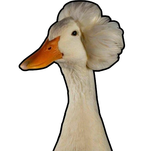 canard, canard, oie de canard, mulard d'oie, canard à crête de pékin