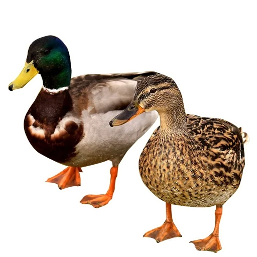 duck, kryakva duck, the drake is duck, wild duck kryakva, duck kryakva female