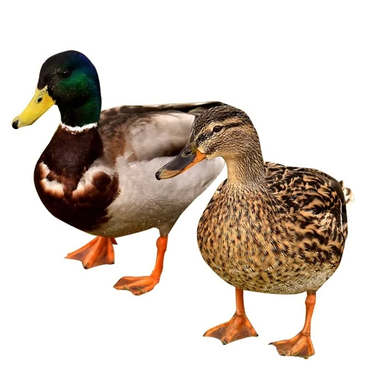 die ente, die wildente, die ente, stockente stockente, stockente weiblich