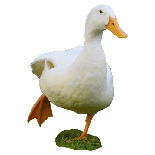 ganso, pato de pato, ganso de pato, raça de pato-osfos, cherry de pato welly