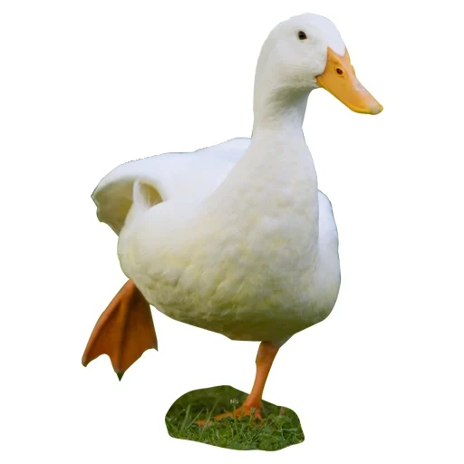 angsa, bebek bebek, angsa bebek, breed-duck-goss breed, duck cherry welly