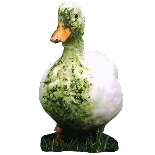 canard, figure de jardin d'une oie