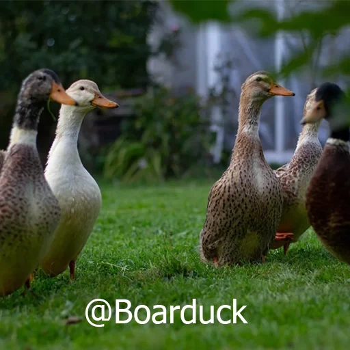 duck, duck goose, the drake is duck, geese chicken ducks, duck duck farm
