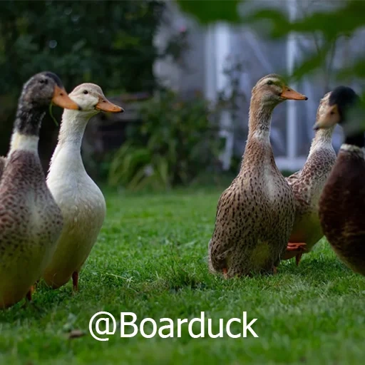 canard, oie de canard, le drake est du canard, canards de poulet oies, ferme de canard de canard