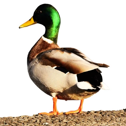 duck, mallard, kryakva duck, duck kryakva male, wild duck kryakva