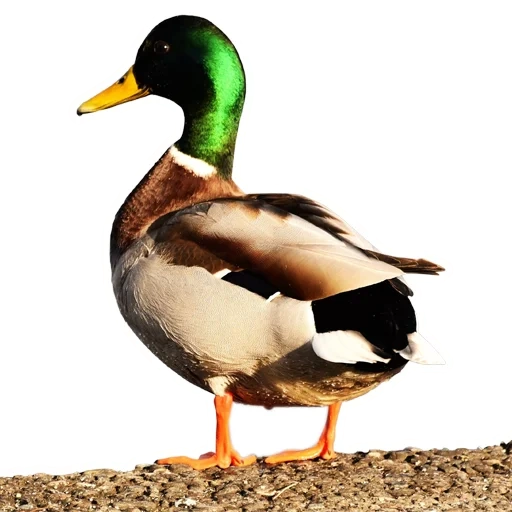 pato, mallard, kryakva duck, pato kryakva macho, pato selvagem kryakva