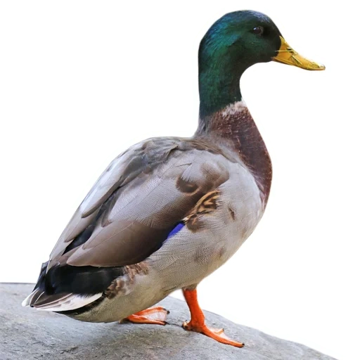 pato, kryakva duck, vpo de kryakva, pato selvagem kryakva, pato kryakwa manga