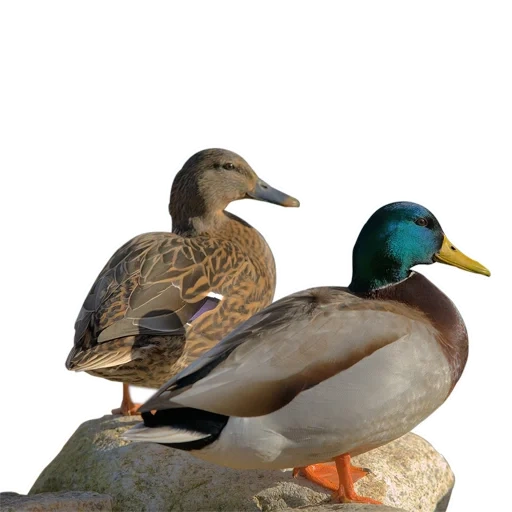 canard, colvert, canard kryakva, duck sauvage kryakva, femelle masculine kryakva