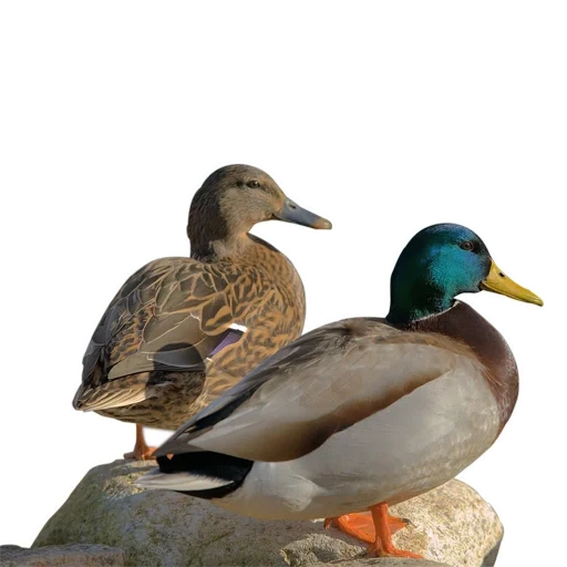 bebek, mallard, bebek kryakva, duck wild kryakva, wanita jantan kyrakva