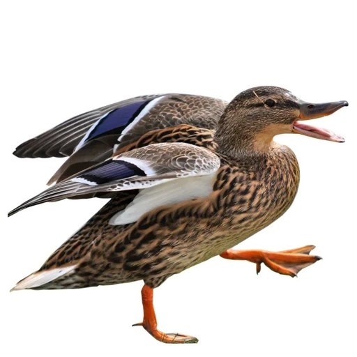 mallard, kryakva duck, kryakva male, kryakva spleen, kryakva male female