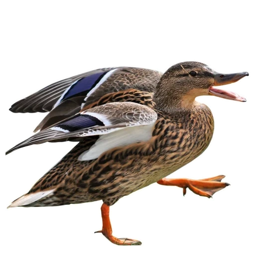 mallard, bebek kryakva, pria kryakva, limpa kryakva, wanita jantan kyrakva