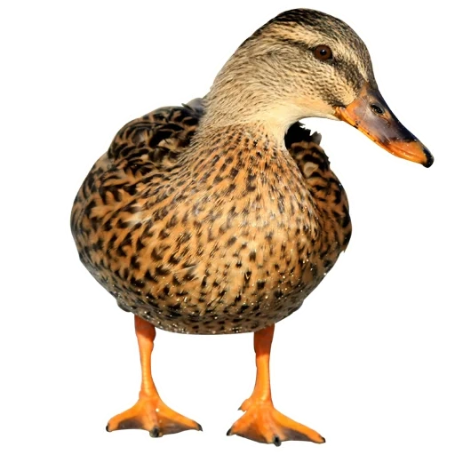 duck, kryakva duck, kryakva spleen, bird duck kryakva, wild duck kryakva