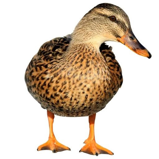 pato, kryakva duck, vpo de kryakva, pato de pássaro kryakva, pato selvagem kryakva