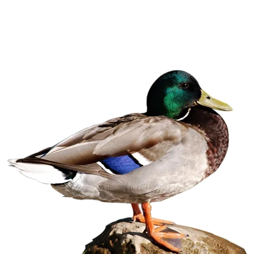 duck, kryakva duck, duck kryakva male, wild duck kryakva, duck kryakwa sleezen