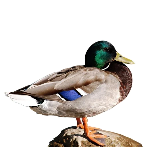 canard, canard kryakva, canard kryakva mâle, duck sauvage kryakva, canard kryakwa sleezen