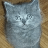 kucing inggris, scottish strit kitty, shorthair inggris, anak kucing beruang inggris, scottish kitty blue scottish stripe