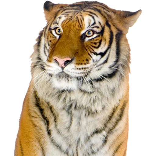 тигр, тигр псд, амурский тигр, тигр белом фоне, уссурийский тигр