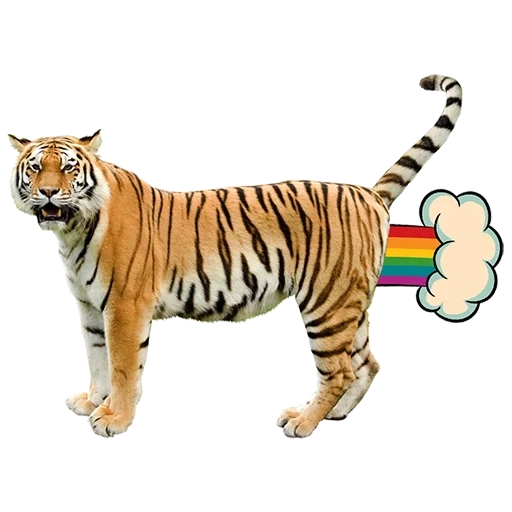 тигр цвет, тигр белом, тигр вид сбоку, тигр белый фон, бенгальский тигр