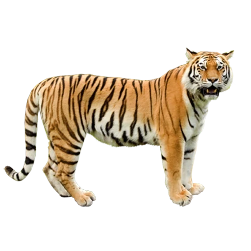 der tiger, tiger large, seitenansicht des tigers, tiger auf weißem hintergrund, große fliegende tiger