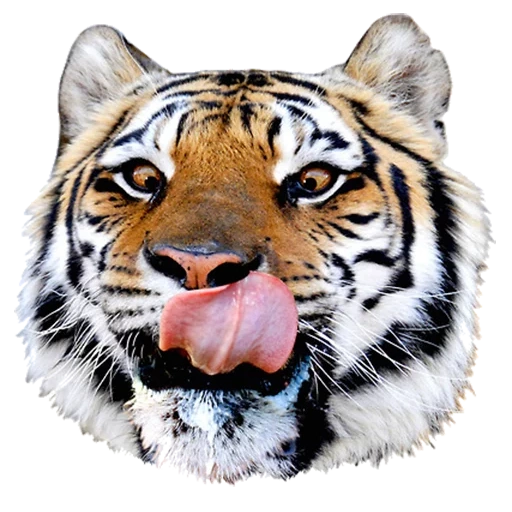 tiger, tiger head, mustache tiger, tiger's head, the tiger peeps out