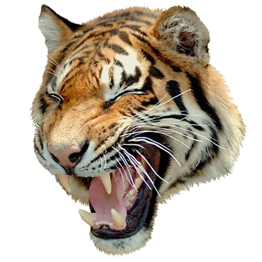 der tiger, der tiger lächelte, der mund des tigers, tiger pfeifen vorbei, das wilde lächelnde gesicht des tigers