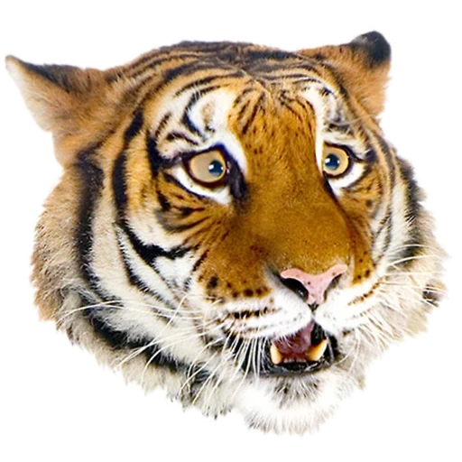 tiger, tiger muzzle, muzzle tiger, tiger head, tiger's head