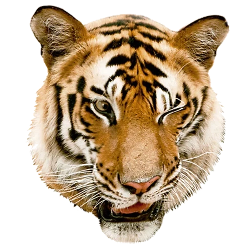 tiger, muzzle tiger, tiger head, tiger's head, realistic tiger