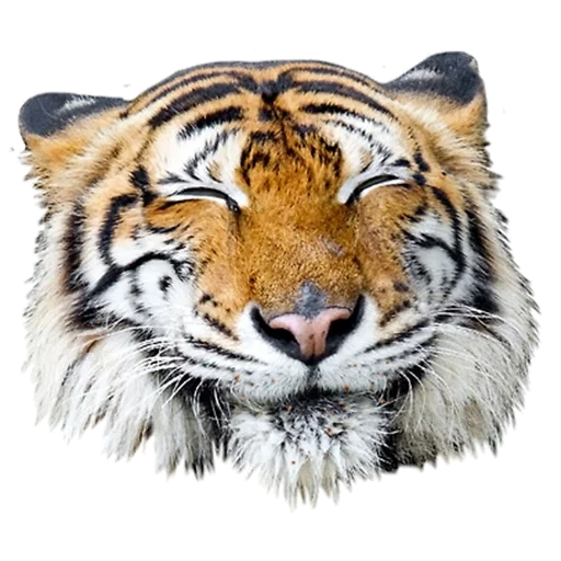 tigre, tigre da neve, cabeça de tigre, cabeça de tigre, diagrama de tigre