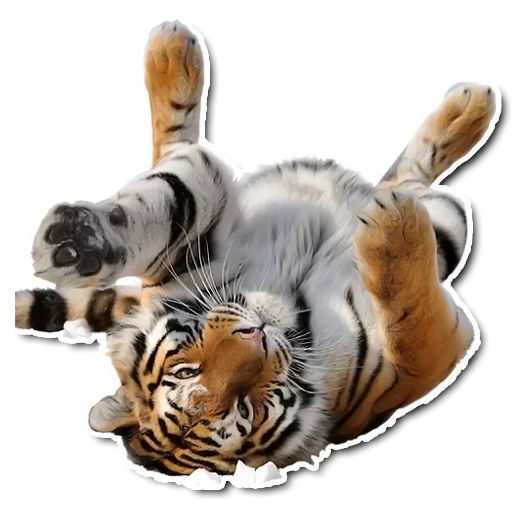 tiger, le tigre est couché, tigre vasapu, tigre d apos oussouri, tigre couché sur fond blanc