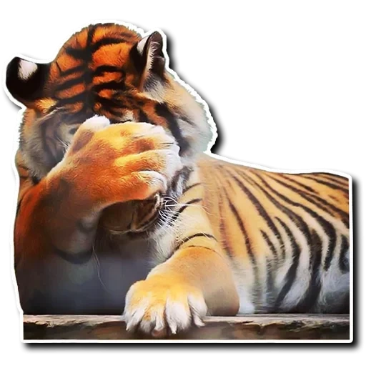 тигр, смешной тигр, тигр тигрович