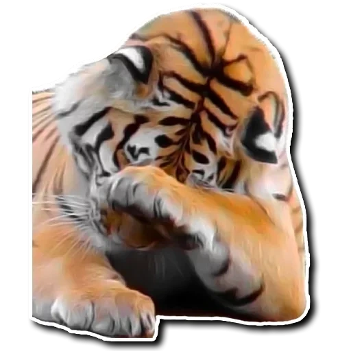 tiger, huhu, tigre vasapu, le tigre est offensé, tigre réaliste