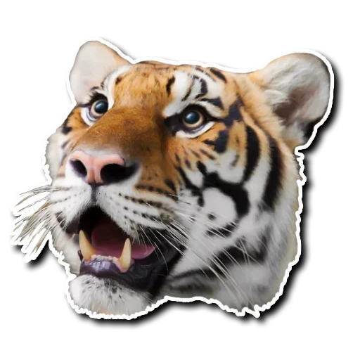 la tigre, tigre vasapu, testa di tigre, tigre realistica