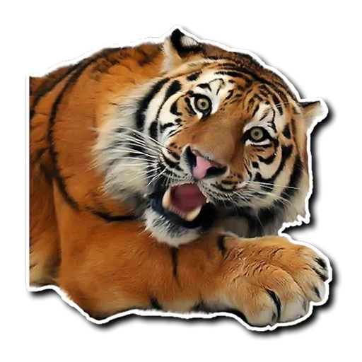 tiger, tiger at, lion tigre, le tigre rugit, tiger tuba