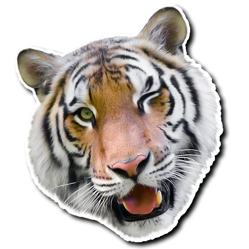 tiger, tiger vatsap, tiger white, tiger's head, realistic tiger