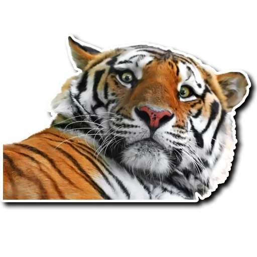 tiger, le tigre est beau, tigre réaliste, le tigre majestueux