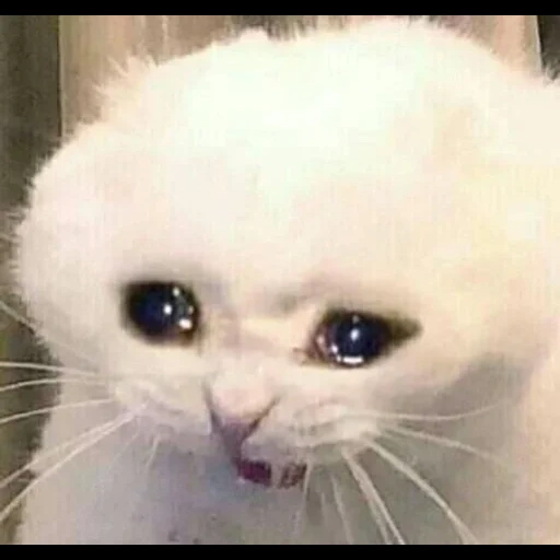 плачущие коты, плачущая кошка, плачущий котик, грустный котик мем, плачущий котик мем