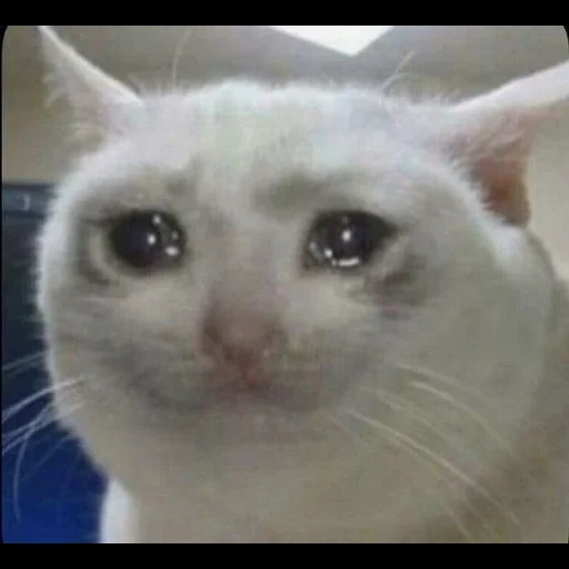 кошка плачет мем, мем плачущий кот, плачущий кот мема, плачущие коты мемы, грустный котик мем